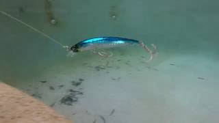 tackle talk tuesday 17 yo zuri 3d minnow [upl. by Naut549]