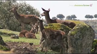 Ruta por el Parque Natural de la Sierra de Andújar Jaén [upl. by Hacceber287]