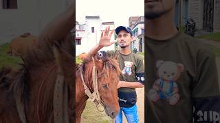 Horse Comedy Video  horse shorts video shorts ytshorts youtubeshorts youtube horse comedy [upl. by Tobiah]