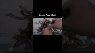 Bonsai Aquascape 30cm ini masih fypage bonsaiair bonsaiaquascape bollywood fypシ゚viral [upl. by Mosnar]