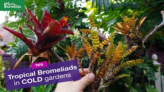 Bromeliads outdoors in COLD gardens  1 year later [upl. by Ativet]