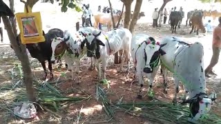 తాండూరు గురువారం ఎద్దుల సంతTandur Bulls market  12012023Biggest Deoni Bulls market in Telangana [upl. by Anne-Marie]