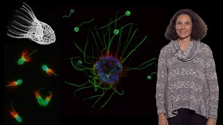 Nicole King UC Berkeley HHMI 1 The origin of animal multicellularity [upl. by Ciryl]