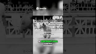 El Impactante Mundo del Oso Boxeador ¡Increíble Historia shortviral animales [upl. by Ingrid]