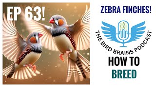 How to Breed Zebra Finches The Bird Brains Podcast EP 63 [upl. by Gunning541]