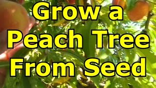 How to Grow A Peach Tree From Seed [upl. by Inaffets424]