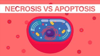 What is Necrosis vs What is Apoptosis [upl. by Timmy]