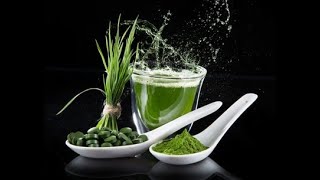 Chlorella une algue multiusages [upl. by Llerruj]