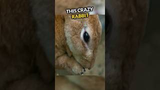 What Happened To This Rabbit Will Shock You😱 [upl. by Tallia824]