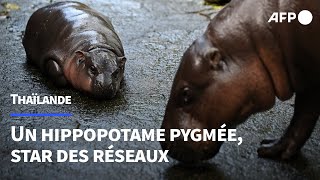 Moo Deng lhippopotame pygmée star des réseaux et emblème des espèces menacées  AFP [upl. by Norre]