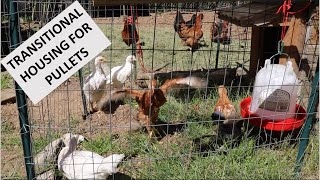 Temporary Coop for Pullets  Introducing the pullets to the hens [upl. by Hashim344]