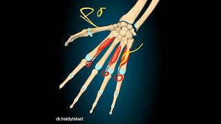 palmar interossei ms [upl. by Aicele]