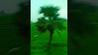 Storks flying over green fields [upl. by Baugh]