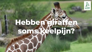 Hebben giraffen soms keelpijn [upl. by Yelraf979]