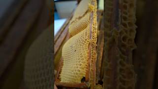 Preventing Wonky Comb amp Why Flow Hive doesn’t provide foundation Pt 1 flowhive beekeeping bees [upl. by Yadsnil86]