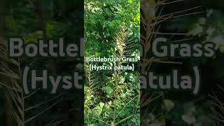 Bottlebrush Grass nativeplants garden ornamentalplants woodland [upl. by Arnold367]