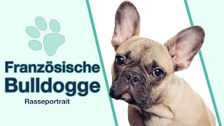 Französische Bulldogge im Rasseportrait  Ein Charmeur mit Kulleraugen [upl. by Eixel951]