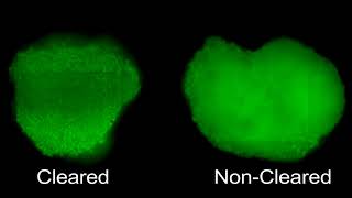 Tissue Clearing of HepG2 Spheroids for HCS [upl. by Liddie271]