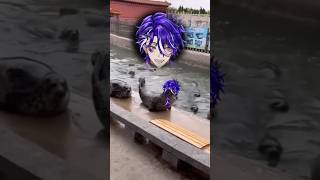 Poor Seal VTuber [upl. by Marybella]