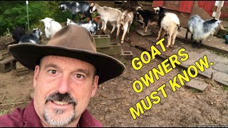 Raising goats basics 10 things you need to understand before getting goats [upl. by Elinet335]