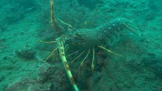 Langouste rouge  Palinurus elephas  Carnon France [upl. by Ttezil]