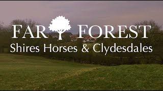 Far Forest Germany  Shire Horses and Clydesdales [upl. by Gala213]