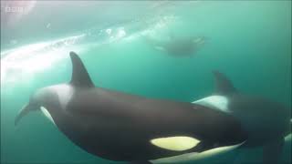 Winterwatch 2024  Orcas in Orkney [upl. by Narag]