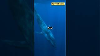 quotTop 3 JawDropping Facts About the Blue Whale  Largest Animal on Earthquotshorts [upl. by Suhploda]