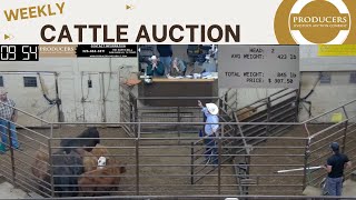 522024  Producers Livestock Auction Company  Cattle Auction [upl. by Bobker925]