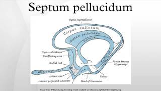 Septum pellucidum [upl. by Llerral]