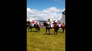 King Cougar wins at Kumara 2024 kumararaces [upl. by Carmine]