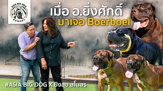 อยิ่งศักดิ์ VS Boerboel AsiaBigDogKennel [upl. by Richman608]