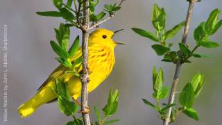 Yellow Warbler Song [upl. by Lenno]