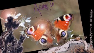 Aglais io 莊子 [upl. by Leila]