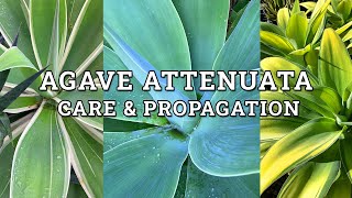 Agave Attenuata Fox Tail Agave Care amp Propagation [upl. by Drawets]