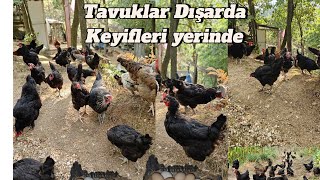 Tavuklar Dışarda keyifleri yerinde gezentavukçiftliği gezentavuk doğalyaşam chicken [upl. by Sascha]