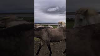 Post ride roll shorts horse icelandichorse iceland horseriding [upl. by Denoting]