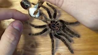 Preserving a Tarantula Molt [upl. by Vullo852]