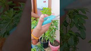 Jatropha plant cutting plantsngardens ✂️ garden gardening [upl. by Nur]