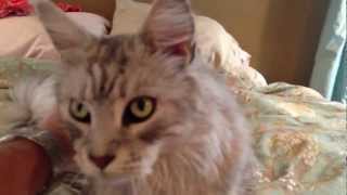 Big Maine Coon Cat Becomes YouTube Famous [upl. by Wengert]