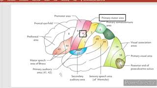 BrainAnatomy of cerebrumNERVOUS SYSTEM മലയാളം  functional areas of cerebrumMalayalam [upl. by Scholem]