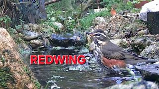 redwing latest activity from our gardencam in our Dorset ukgarden [upl. by Westley]