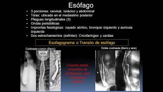 Radiología del Tubo Digestivo Estudios con Contraste y Patologías Comunes [upl. by Shelbi]