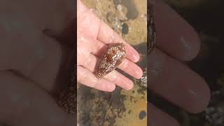 Textile cone snail shell [upl. by Guyon]