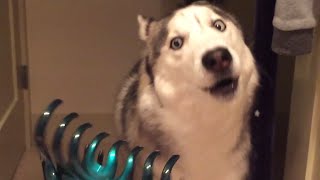 Funniest Husky Videos 🤣 🐶 Funny And Cute Dog Videos Compilation [upl. by Llemert]