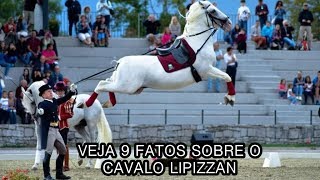 9 FATOS SOBRE O LIPIZZAN [upl. by Cohn]