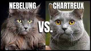 Nebelung Cat VS Chartreux Cat [upl. by Anawt]