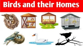 Birds and their homes  Birds house name in English  Birds shelter  Home of birds  Birds homes [upl. by Luthanen567]