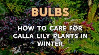 How to Care for Calla Lily Plants in Winter [upl. by Alleciram]