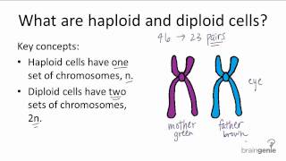 521 Haploid v Diploid [upl. by Sib]